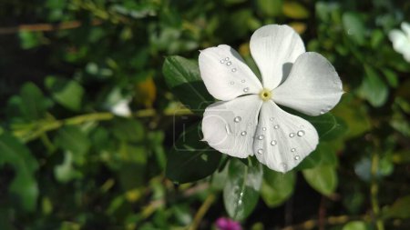 Pink and white periwinkle plant