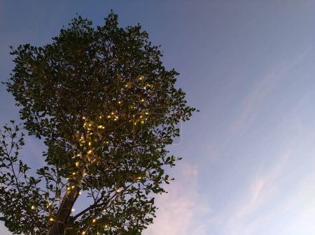 Ketapang Kencana tree with the evening sky in the background