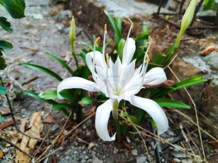 Pancratium Zeylanicum, una hermosa flor blanca que crece al lado de la carretera