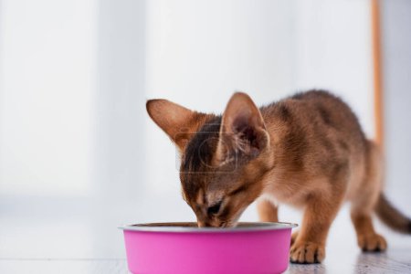 Téléchargez les photos : Petit gingembre chaton abyssinien mange de la nourriture humide sur fond de bois blanc. Mignon chaton de race pure sur cuisine avec plat rose - en image libre de droit