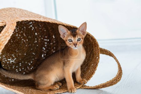 Photo for Studio shot of small cute abyssinian kitten staying in the basket at home, white window background. Young beautiful playful purebred short haired kitty. Close up, copy space - Royalty Free Image