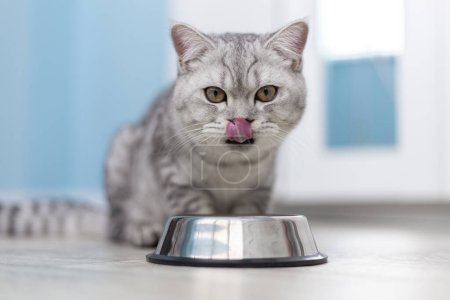 Hungry grey british cat sitting next to bowl of food at home kitchen and looking at camera