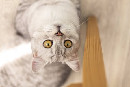Téléchargez les photos : Drôle portrait britannique de chat à poil court regardant choqué ou surpris sur fond en bois avec copie spac - en image libre de droit