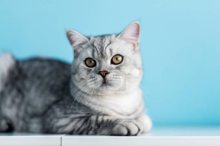Téléchargez les photos : Portrait mignon chaton britannique gris rayé avec de gros yeux assis sur une commode blanche à la maison. chat regardant à la caméra. Concept de drôles adorables animaux de compagnie chat - en image libre de droit