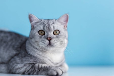 Foto de Lindo gris británico tabby taquigrafía gato en azul backgroun - Imagen libre de derechos