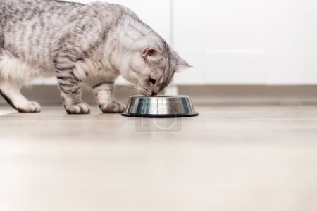 Téléchargez les photos : Adorable chaton britannique tabby gris debout avec la queue vers le haut près d'un bol en métal avec alimentation et regardant à la caméra sur fond blanc. mignon pur chaton va à ea - en image libre de droit