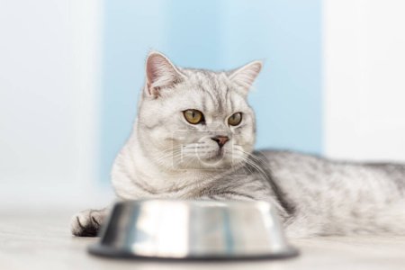 Téléchargez les photos : Petit chaton britannique rayé gris mange de la nourriture humide sur fond de bois blanc. Chaton pur chaton mignon sur la cuisine avec bol métallique - en image libre de droit