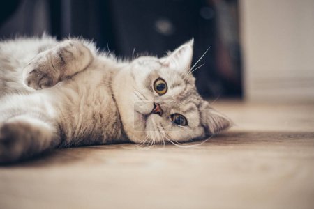 Chat à poil court britannique bleu tabby aux yeux orange, chat gris relaxant sur le sol en bois de la maison, beau jeune chat posant et regardant en caméra