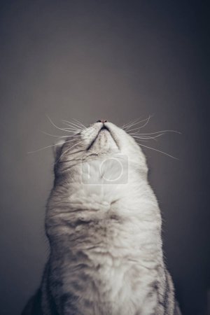 Graue Britisch gestromte Katze auf grauem Hintergrund sieht im Kopierraum aus. Tierporträt. Banner und Werbekonzept
