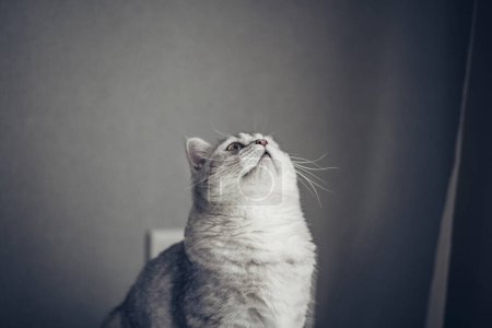 Graue Britisch gestromte Katze auf grauem Hintergrund sieht im Kopierraum aus. Tierporträt. Banner und Werbekonzept