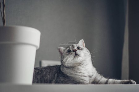 Gris British tabby Cat sur fond gris look dans l'espace de copie. Portrait d'animal. Bannière et conception de publicité