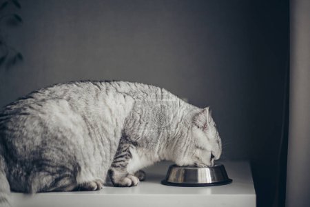 Téléchargez les photos : Petit chaton britannique rayé gris mange de la nourriture humide sur fond de table blanche. Mignon chaton de race pure sur la cuisine avec bol métallique. Chat dans les cliniques vétérinaires - en image libre de droit