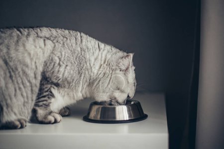 Téléchargez les photos : Petit chaton britannique rayé gris mange de la nourriture humide sur fond de table blanche. Chaton pur chaton mignon sur la cuisine avec arc métallique - en image libre de droit