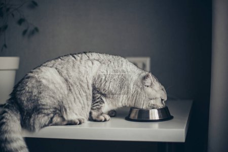 Téléchargez les photos : Petit chaton britannique rayé gris mange de la nourriture humide sur fond de table blanche. Mignon chaton de race pure sur la cuisine avec bol métallique. Chat dans les cliniques vétérinaires - en image libre de droit