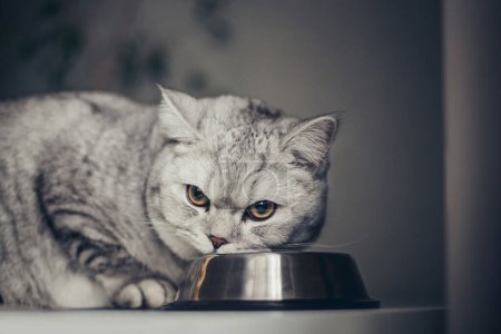 Gato británico gris hambriento sentado junto a un tazón de comida en la cocina casera y mirando a la cámara