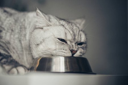 Hungrige graue britische Katze sitzt neben einer Schüssel Futter in der heimischen Küche und blickt in die Kamera