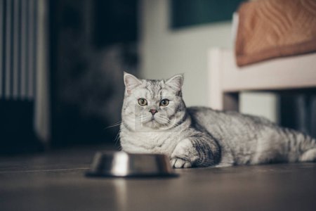 Téléchargez les photos : Adorable chaton britannique tabby gris debout avec la queue vers le haut près d'un bol en métal avec alimentation et regardant dans la caméra sur fond sombre. mignon pur chaton va à ea - en image libre de droit
