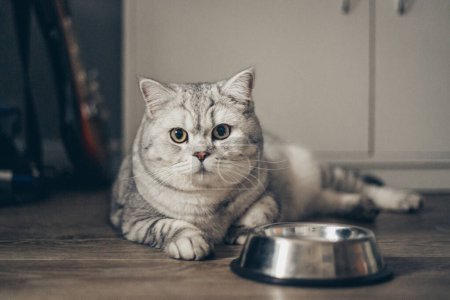 Téléchargez les photos : Adorable chaton britannique tabby gris debout avec la queue vers le haut près d'un bol en métal avec alimentation et regardant dans la caméra sur fond sombre. mignon pur chaton va à ea - en image libre de droit
