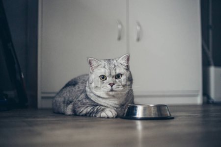 Gato británico gris hambriento sentado junto a un tazón de comida en la cocina casera y mirando