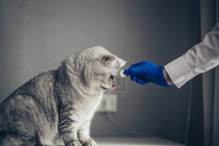 Arzt in blauen medizinischen Handschuhen, der der niedlichen britischen Katze in geschlossenen Räumen eine Pille verabreicht, Nahaufnahme. Vitamine für Anima