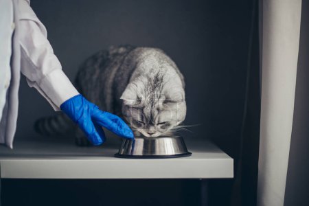Lindo gatito británico y enfermera en guantes azules en la cita del veterinario. El médico muestra con la mano que debe comer de un cuenco de metal, curso de tratamiento, antibiótico