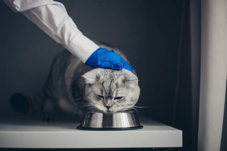 Nettes Kätzchen britisch und Krankenschwester in blauen Handschuhen beim Tierarzttermin. Arzt zeigt mit der Hand, dass er aus einer Metallschale essen soll, Behandlungsablauf, Antibiotikum