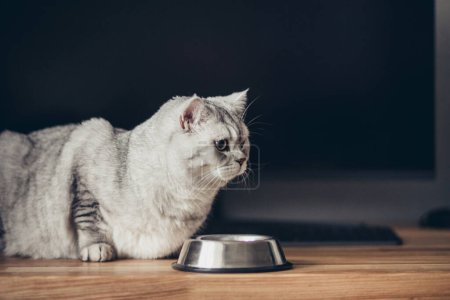 Gato británico gris hambriento sentado junto a un tazón de comida en la cocina casera y mirando