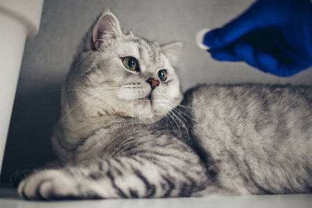 médecin en gants bleus dans une clinique vétérinaire donne une pilule à un chat gris britannique