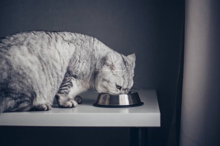 Téléchargez les photos : Adorable chaton britannique tabby gris debout avec la queue près d'un bol en métal avec de l'alimentation et sur fond sombre. mignon faim pur chaton va à ea - en image libre de droit