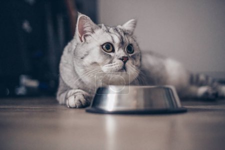 Téléchargez les photos : Adorable chaton britannique tabby gris debout avec la queue près d'un bol en métal avec de l'alimentation et sur fond sombre. mignon faim pur chaton va à ea - en image libre de droit