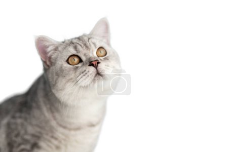 portrait of a 6 month old blue british shorthair kitten looking at camera shocked or surprised a light blue room with copy spac