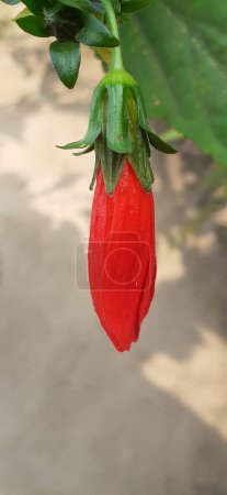 Photo for Wax Mallow or Malvaviscus is a  most beautiful Mallow family genus flowering plant. It is also known Turk's Cap, Mallow, Mazapan and Sleeping Hibiscus. Native Place of Wax Mallow is Southeastern United States, Central and South America and Mexico. - Royalty Free Image