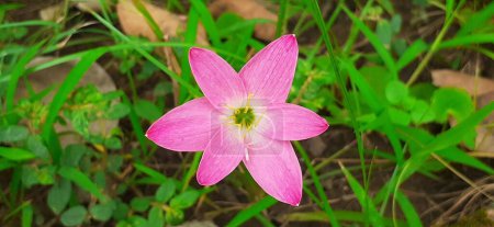 Foto de Pink Rain Lily es una flor muy pequeña. También se conoce como lirio de hadas rosa, lirio de zephyr rosa, lirio mágico rosa y también lirio de lluvia. - Imagen libre de derechos