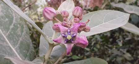 Téléchargez les photos : Calotropis géant également connu Calotropis Gigantea ou fleur de la couronne, Cette plante est une espèce de la famille des plantes Calotropis. Lieu d'origine de cette plante est Inde Pakistan Chine Népal et pays d'Afrique tropicale. - en image libre de droit