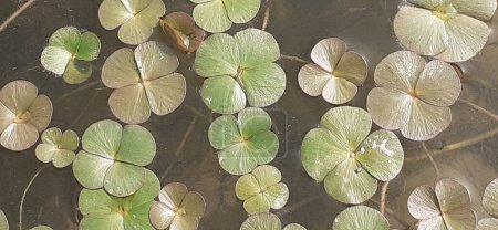 Foto de Marsilea Quadrifolia or European Waterclover is a Marsileaceae family herbaceous plant. It is mainly found in Japan, India, China, same part of Europe and America. It is also known Four Leaf Clover and Sushni. - Imagen libre de derechos