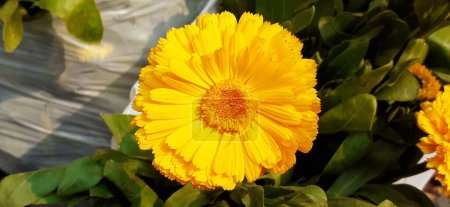 Pot Marigold or Calendula Officinalis is a Asteraceae family flowering plant. It is also known Common Marigold, Ruddles, Mary's Gold, Scotch Marigold. Native place of this flowering plant is Southern Europe.