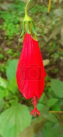 Photo for Wax Mallow or Malvaviscus is a  most beautiful Mallow family genus flowering plant. It is also known Turk's Cap, Mallow, Mazapan and Sleeping Hibiscus. Native Place of Wax Mallow is Southeastern United States, Central and South America and Mexico. - Royalty Free Image