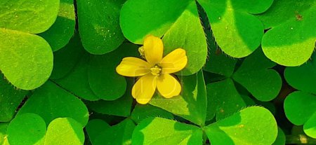 Photo for Most Beautiful Yellow Shamrocks Plant Flower on Green Leaves Background. - Royalty Free Image