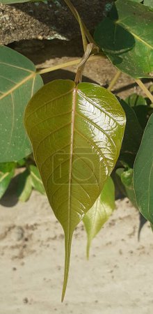 Photo for Most Beautiful Green Peepal tree leaf on nature background. - Royalty Free Image