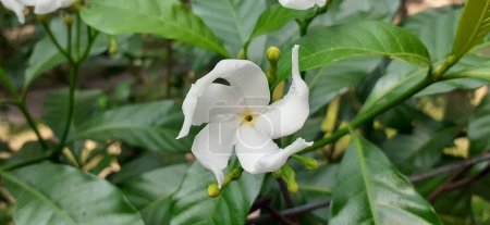 Photo for Pinwheel Flower is an evergreen shrub small flowering plant flower, It is also commonly known East India Rosebay Crape Jasmine and Nero's Crown. Native place of this flowering plant is South Asia, Southeast Asia and China. - Royalty Free Image