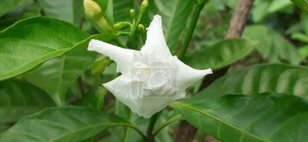 Photo for Crape Jasmine or Pinwheel Flower is an evergreen shrub small flowering plant flower, It is also commonly known East India Rosebay and Nero's Crown. Native place of this flowering plant is South Asia, Southeast Asia and China. - Royalty Free Image