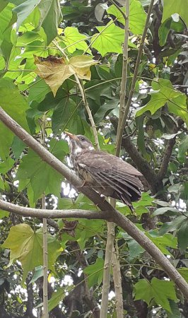 Téléchargez les photos : Jungle Babbler est un oiseau sauvage de la famille des Leiothrichidae. Il est également connu sept frères ou sept sœurs. On le trouve principalement dans le sous-continent indien.. - en image libre de droit