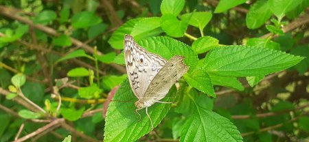 Téléchargez les photos : Junonia Atlites est une espèce de papillon nymphalide. Son principalement trouvé en Asie du Sud pays comme l'Inde, la Chine, le Cambodge et les Philippines. - en image libre de droit