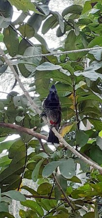 Téléchargez les photos : Red Vented Bulbul Bird est une famille de Pycnonotidae. C'est un oiseau nicheur résident à travers le sous-continent indien.. - en image libre de droit