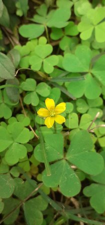 Photo for Creeping Woodsorrel is a Oxalidaceae family herbaceous plant. It is also known Oxalis Corniculata, Common Yellow Woodsorrel, Sleeping Beauty and Procumbent Yellow Sorrel. - Royalty Free Image
