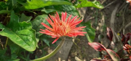 Barberton Daisy o Gerbera Jamesonii es una planta con flores perteneciente a la familia Asteraceae. Lugar nativo de esta planta es Sudáfrica. También se conoce a Transvaal Daisy, Barbartonse Madeliefie y Rooigousblom.