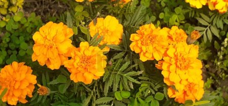 Photo for Tagetes Erecta is a Asteraceae family flowering plant. It is also known Mexican Marigold, Big Marigold, Aztec Marigold and Cempasuchil. Native place of this flowering plant is Mexico. - Royalty Free Image