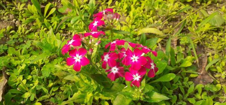 Phlox Drummondii is a Polemoniaceae family flowering plant. Native place of this is Southeaster United States. It is also known Annual Phlox and Drummond's Phlox.
