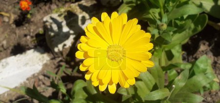 Ringelblume oder Calendula Officinalis ist eine Blütenpflanze aus der Familie der Asteraceae. Es ist auch bekannt als Ringelblume, Ruddles, Mary 's Gold, Scotch Ringelblume. 