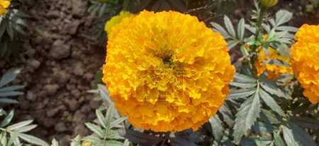 Foto de Mexican Marigold es una planta con flores perteneciente a la familia Asteraceae. También es conocido como Tagetes Erecta, Big Marigold, Aztec Marigold y Cempasuchil. Lugar nativo de esta planta floreciente es México. - Imagen libre de derechos